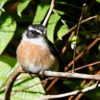 Saxicola tectes.tec-tec .Muscicapidae.endémique Réunion..jpeg