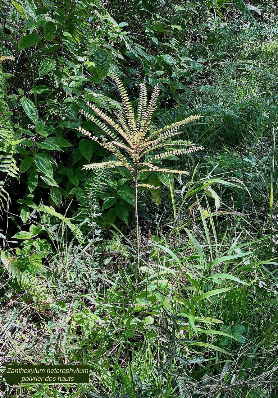 Zanthoxylum heterophyllum.bois de poivre.poivrier des hauts. ( jeune individu ) rutaceae.endémique Réunion.Maurice.Rodrigues..jpeg