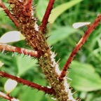 Zanthoxylum heterophyllum.bois de poivre.poivrier des hauts. ( nombreuses épines sur la tige et les pétioles des feuilles d'un jeune individu ) rutaceae.endémique Réunion.Maurice.Rodrigues..jpeg