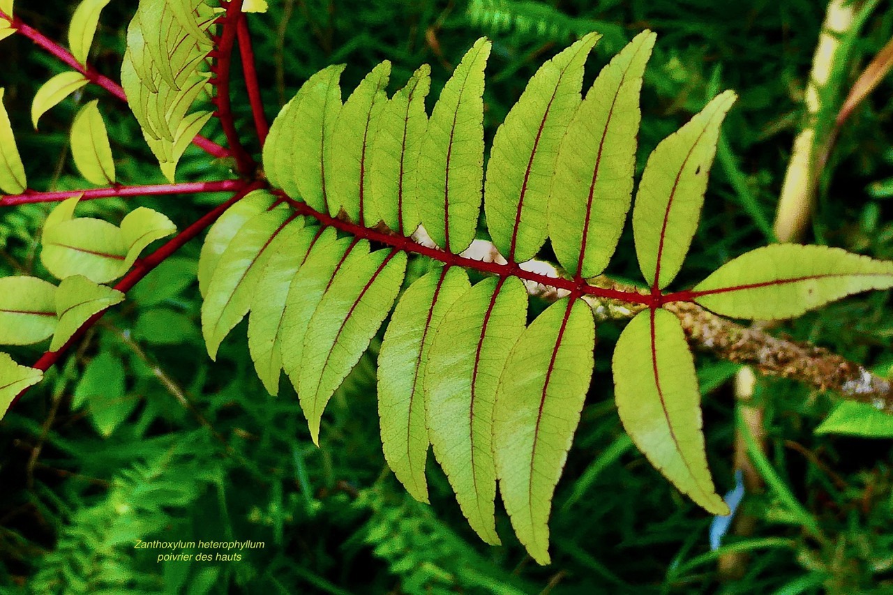 Zanthoxylum heterophyllum.bois de poivre.poivrier des hauts.( feuilles composée face supérieure )rutaceae.endémique Réunion.Maurice.Rodrigues..jpeg