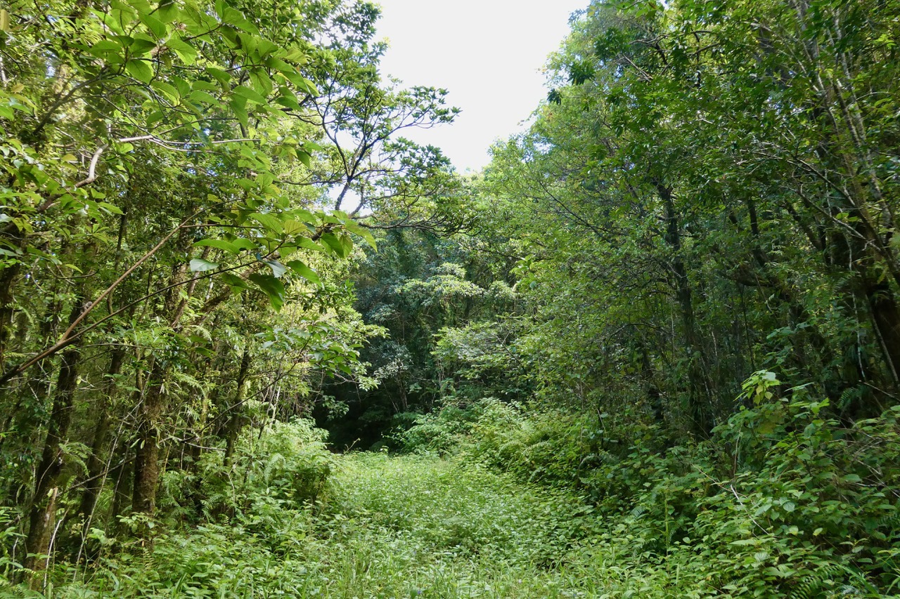 forêt de Mare Longue..jpeg