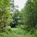 forêt de Mare Longue..jpeg