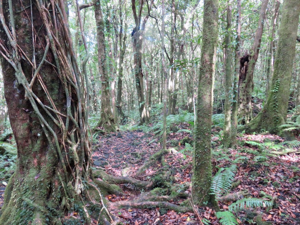 1. Début du sentier.jpeg