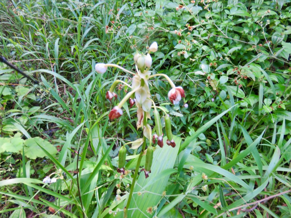 3. Spathoglottis plicata - Orchidée Coco - Orchidaceae - Exo..jpeg