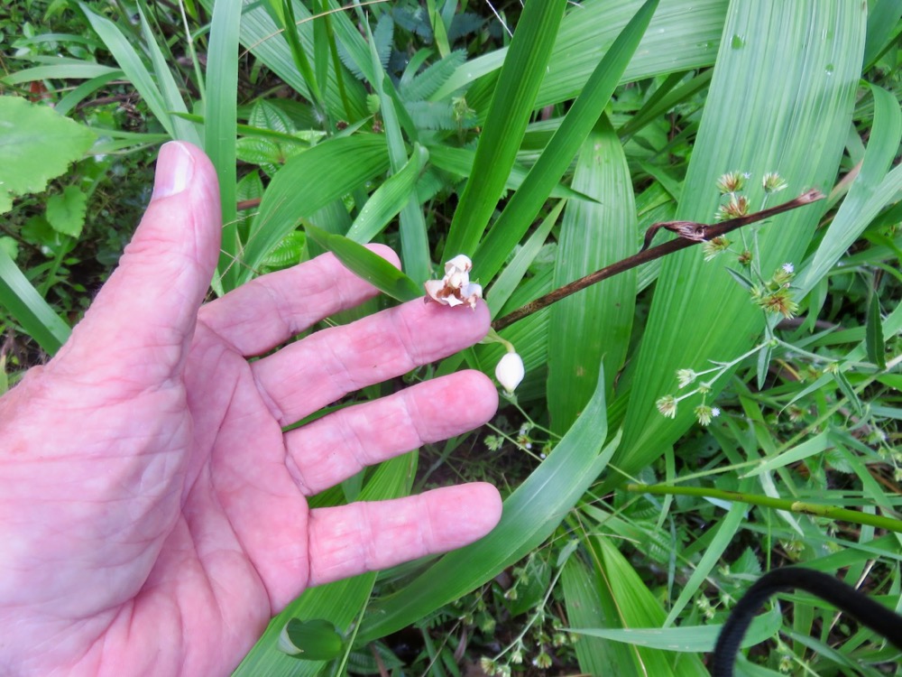 4. Spathoglottis plicata - Orchidée Coco - Orchidaceae - Exo..jpeg