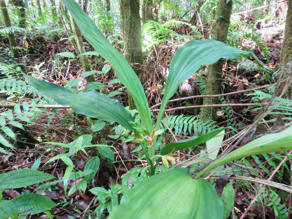 5. Phaius tetragonus -Ø -Orchidaceae.jpeg