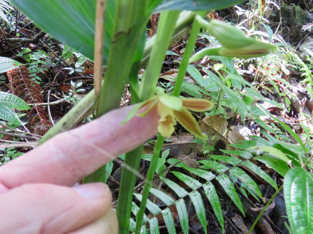 6. Phaius tetragonus - -Orchidaceae.jpeg