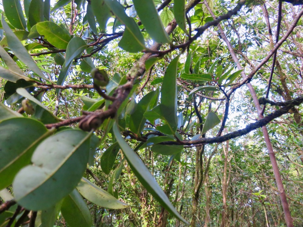 8. Fruits à venir de Xylopia richardii - Bois de banane - Annonacée - B.jpeg