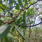 8. Fruits à venir de Xylopia richardii - Bois de banane - Annonacée - B.jpeg