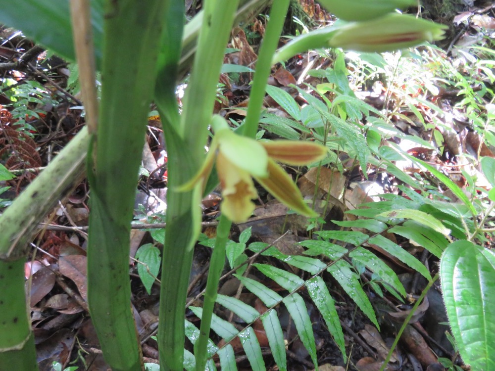 14. Phaius tetragonus - -Orchidaceae.jpeg