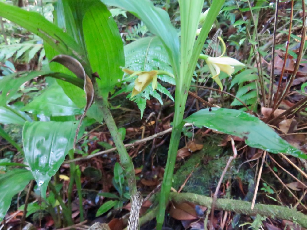 16. Phaius tetragonus - -Orchidaceae.jpeg