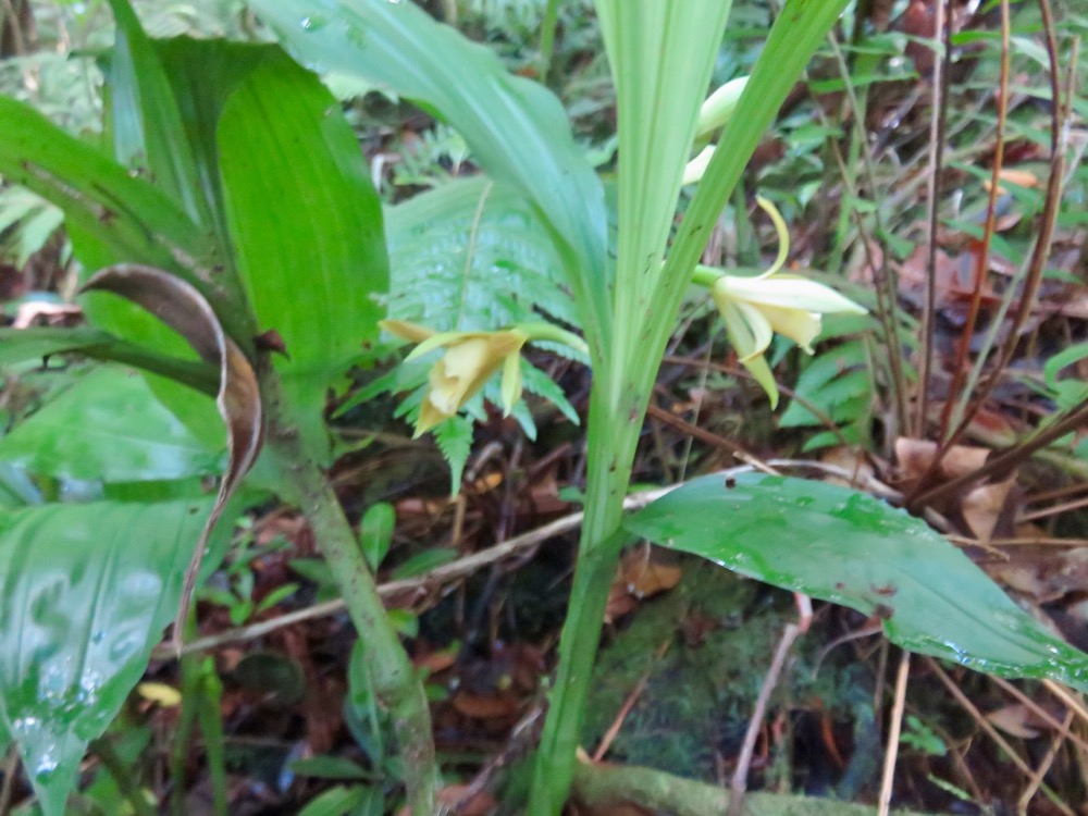 17. Phaius tetragonus - -Orchidaceae.jpeg