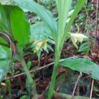 17. Phaius tetragonus - -Orchidaceae.jpeg