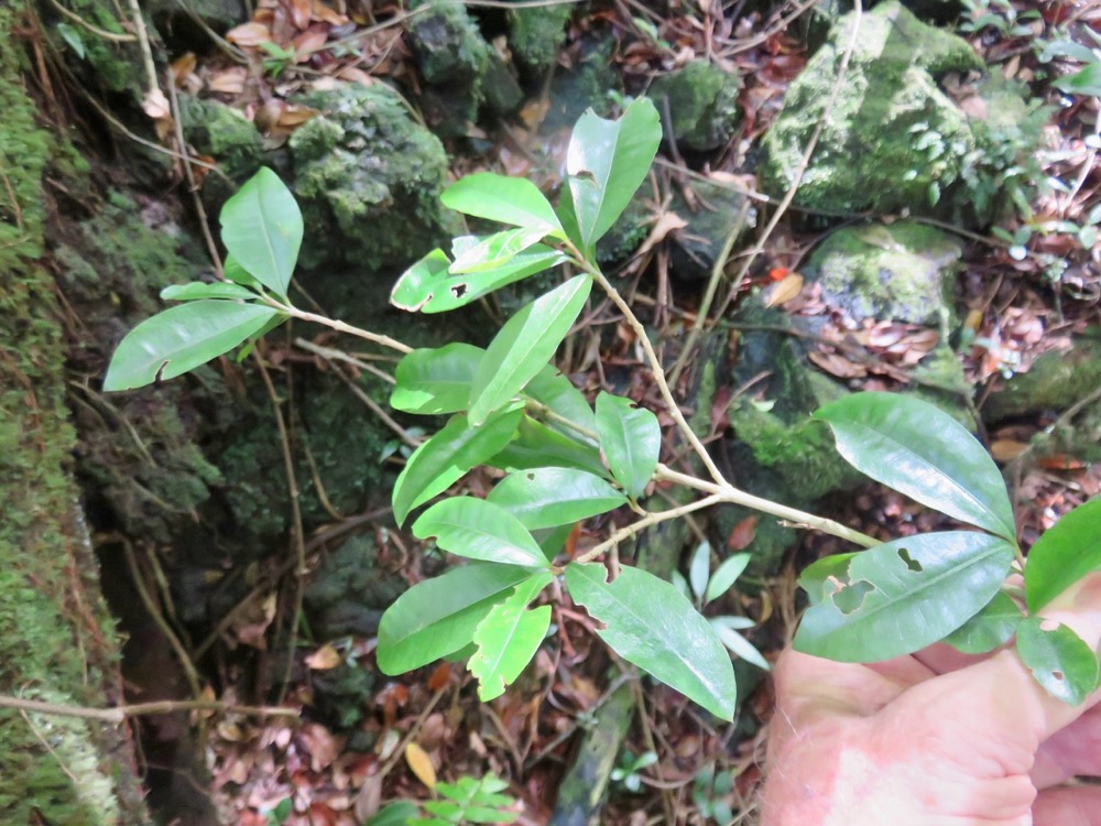 19. Myonima obovata - Bois de prune ou Bois de prune rat - Rubiaceae.jpeg