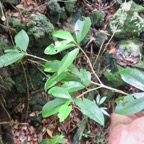 19. Myonima obovata - Bois de prune ou Bois de prune rat - Rubiaceae.jpeg