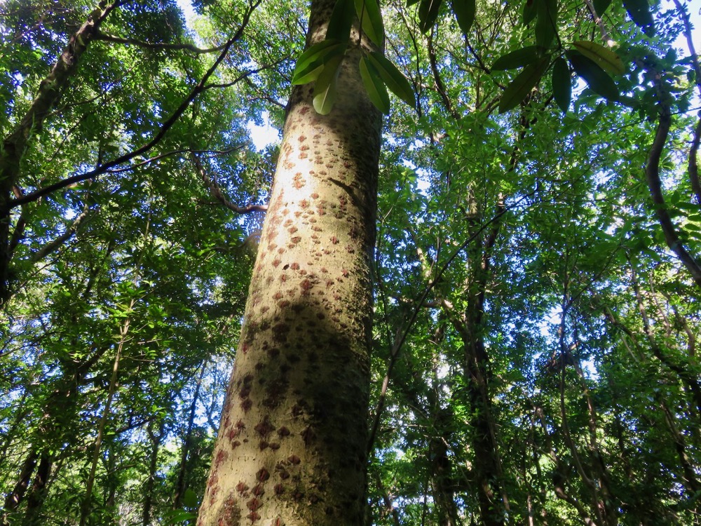 20. Tronc orange de Écorce de Calophyllum takamahaca - Takamaka - Clusiacée.jpeg