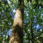 20. Tronc orange de Écorce de Calophyllum takamahaca - Takamaka - Clusiacée.jpeg