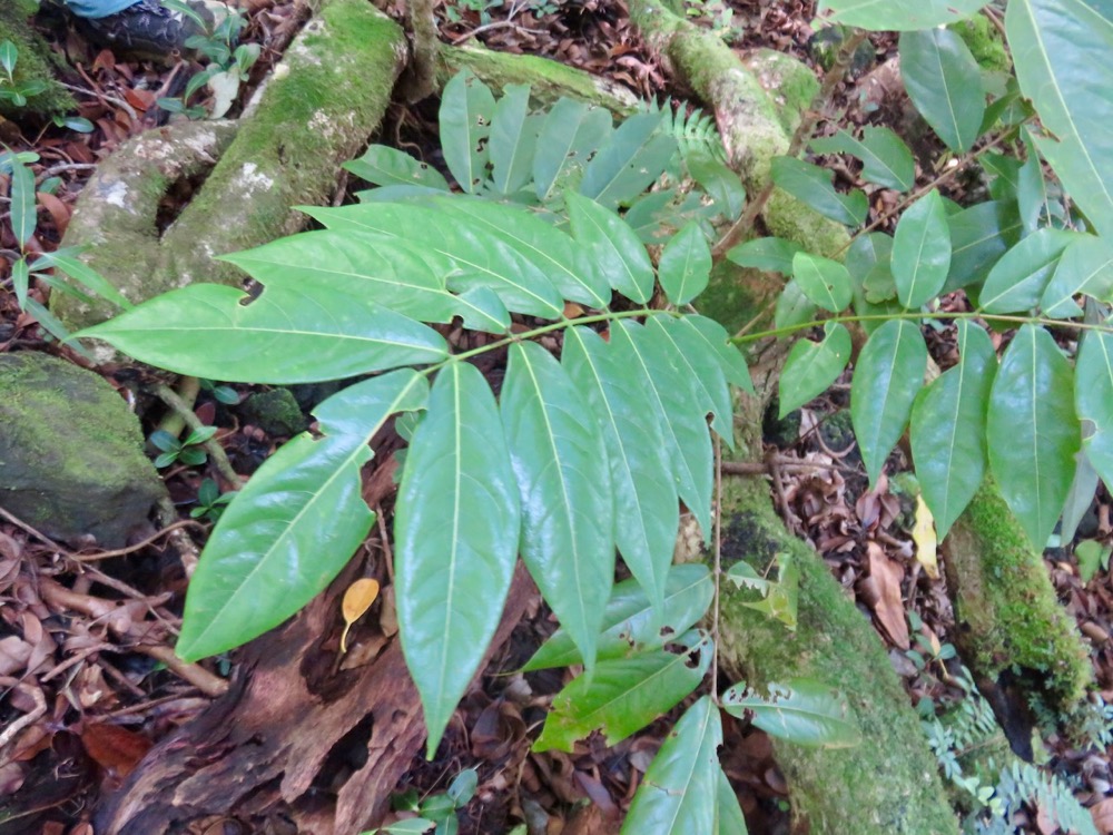 22. Cnestis glabra - Mafatamboa ou Mafatambois - Connaraceae.jpeg