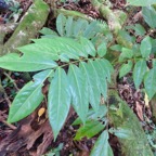 22. Cnestis glabra - Mafatamboa ou Mafatambois - Connaraceae.jpeg