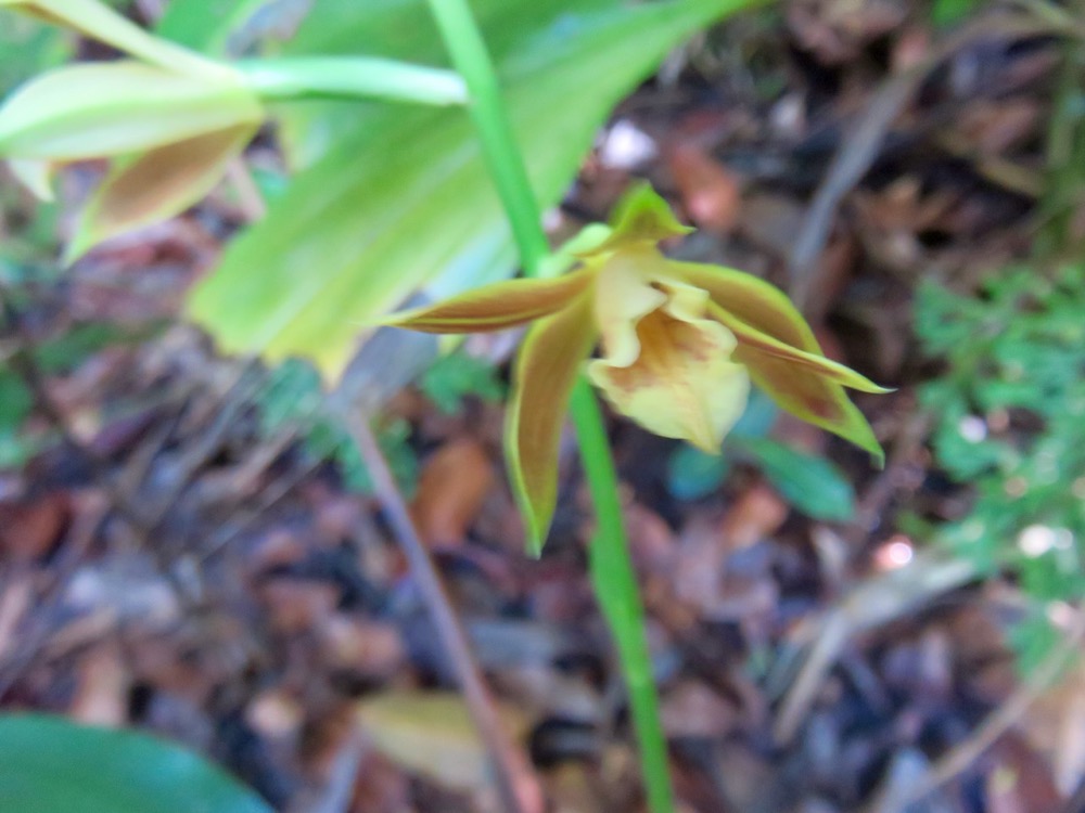 23. Phaius tetragonus - -Orchidaceae.jpeg