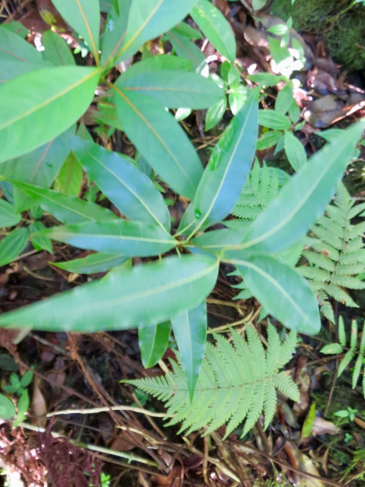 28. Juvénile de Ocotea obtusata - Bois de cannelle marron **- Lauracée - I.jpeg