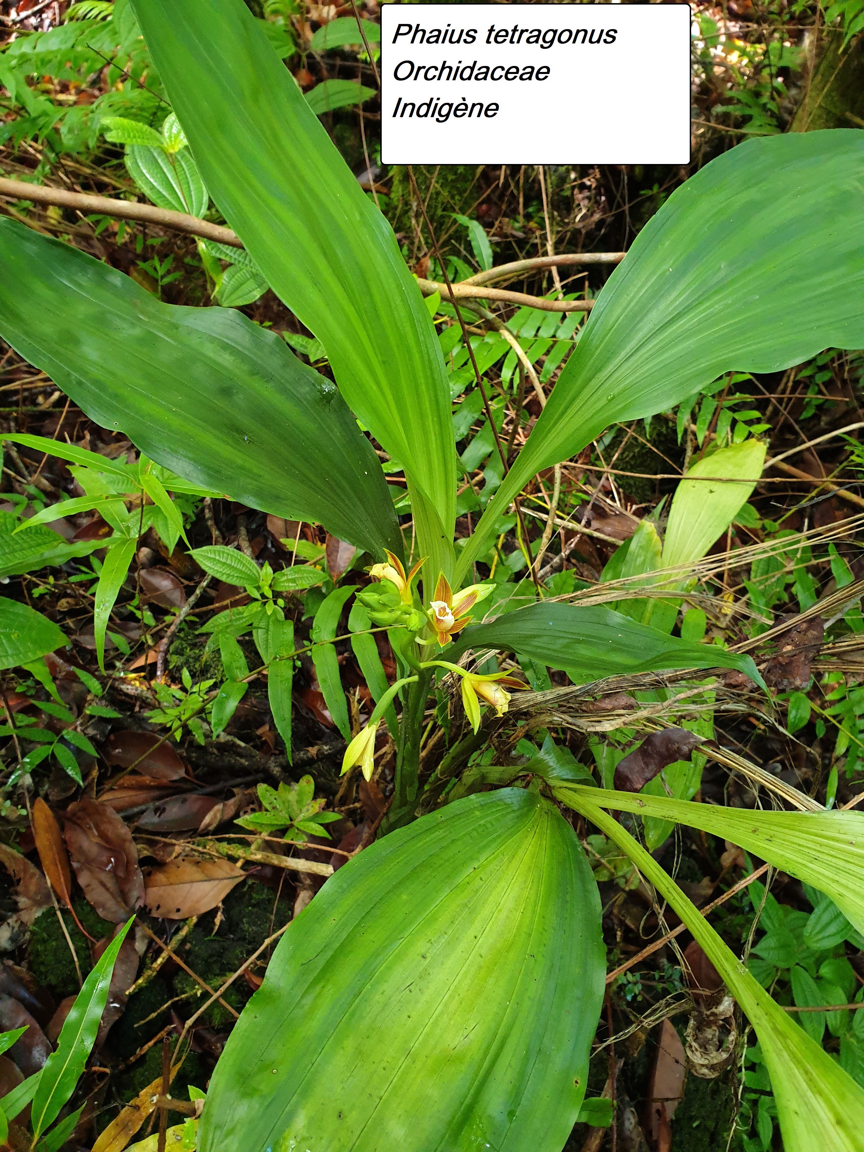 2-Phaius tetragonus (1).jpg