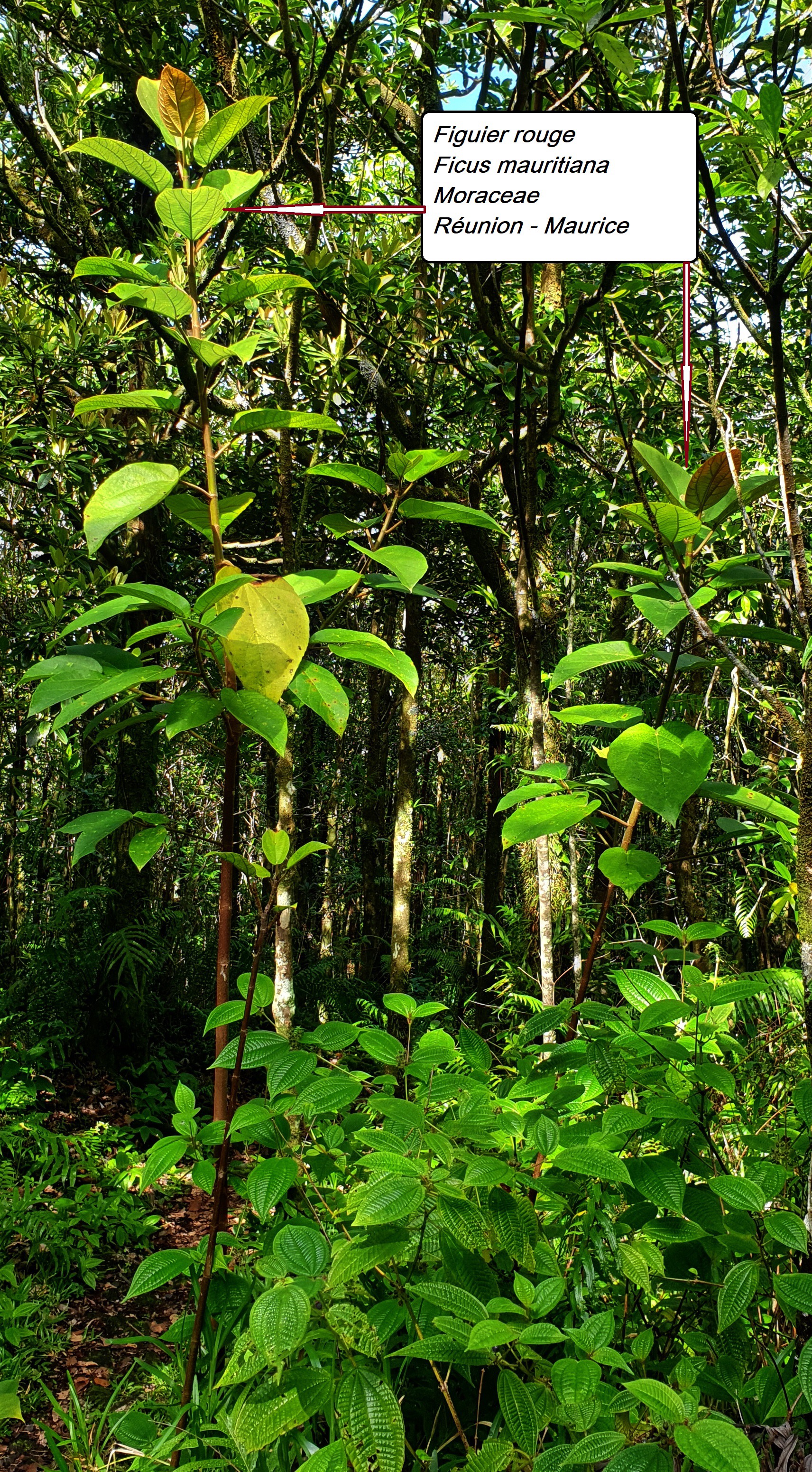 4- Ficus mauritiana-détail.jpg