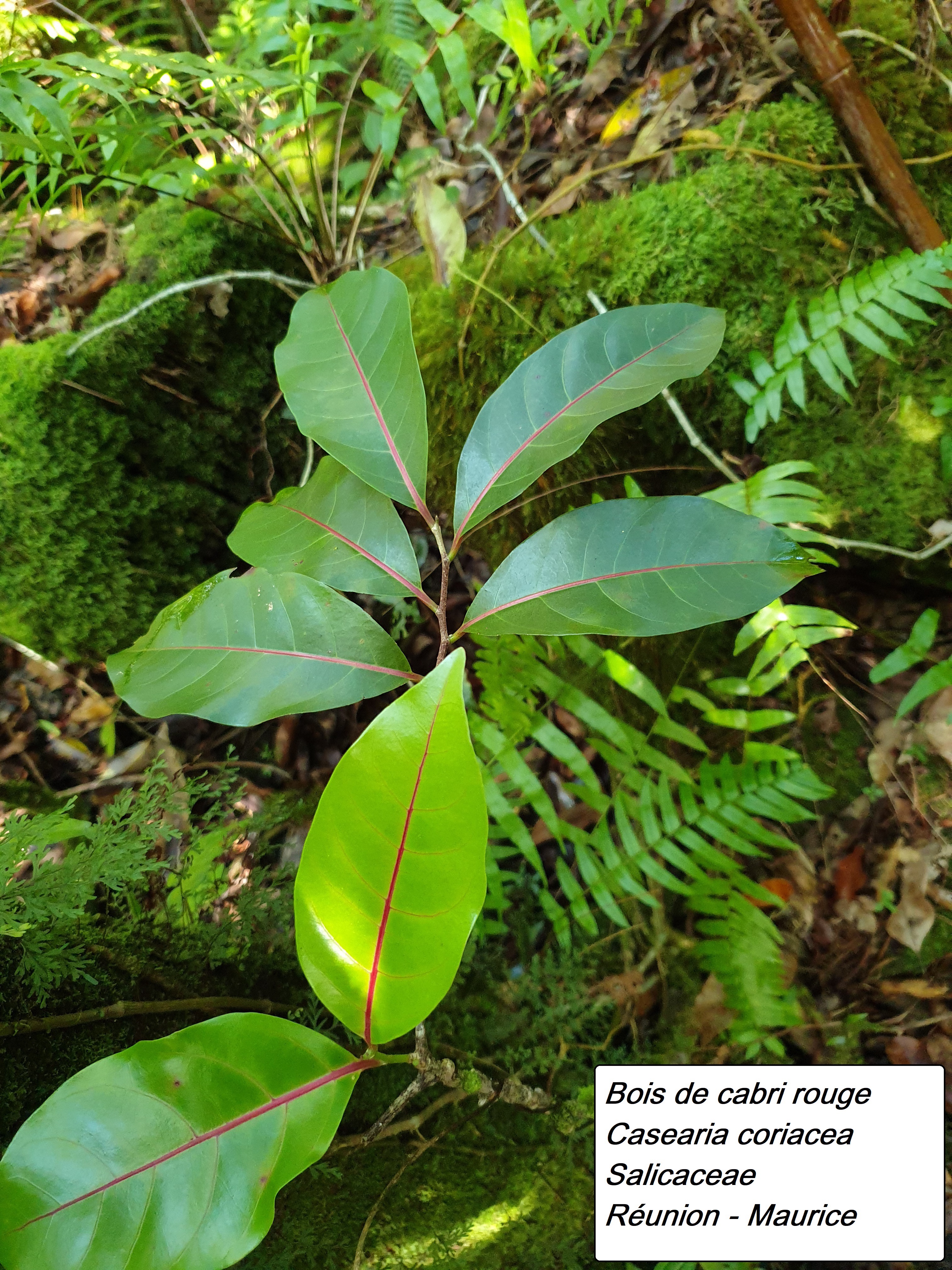 38- Bois de cabri rouge.jpg