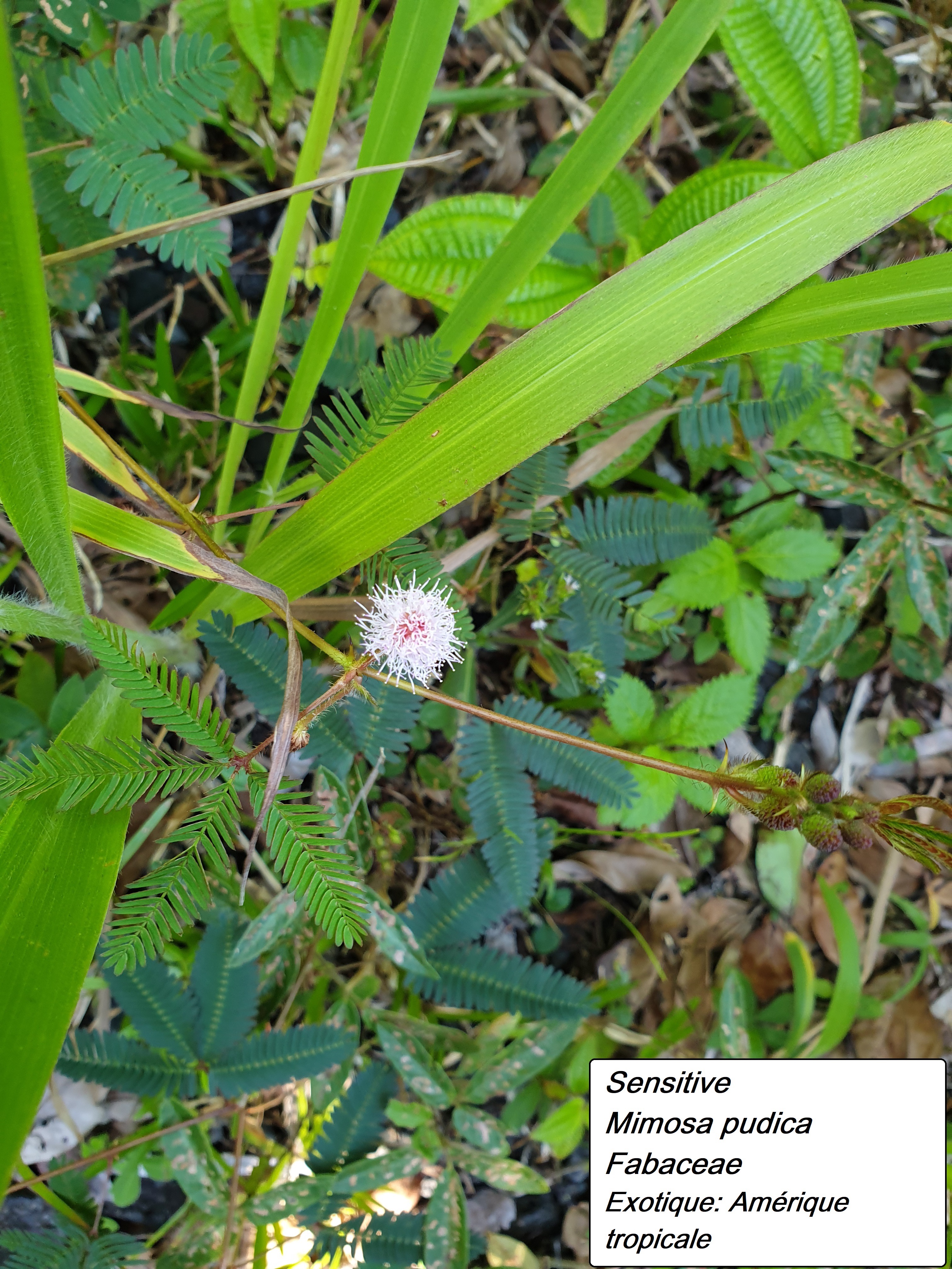 45- Mimosa pudica (2).jpg