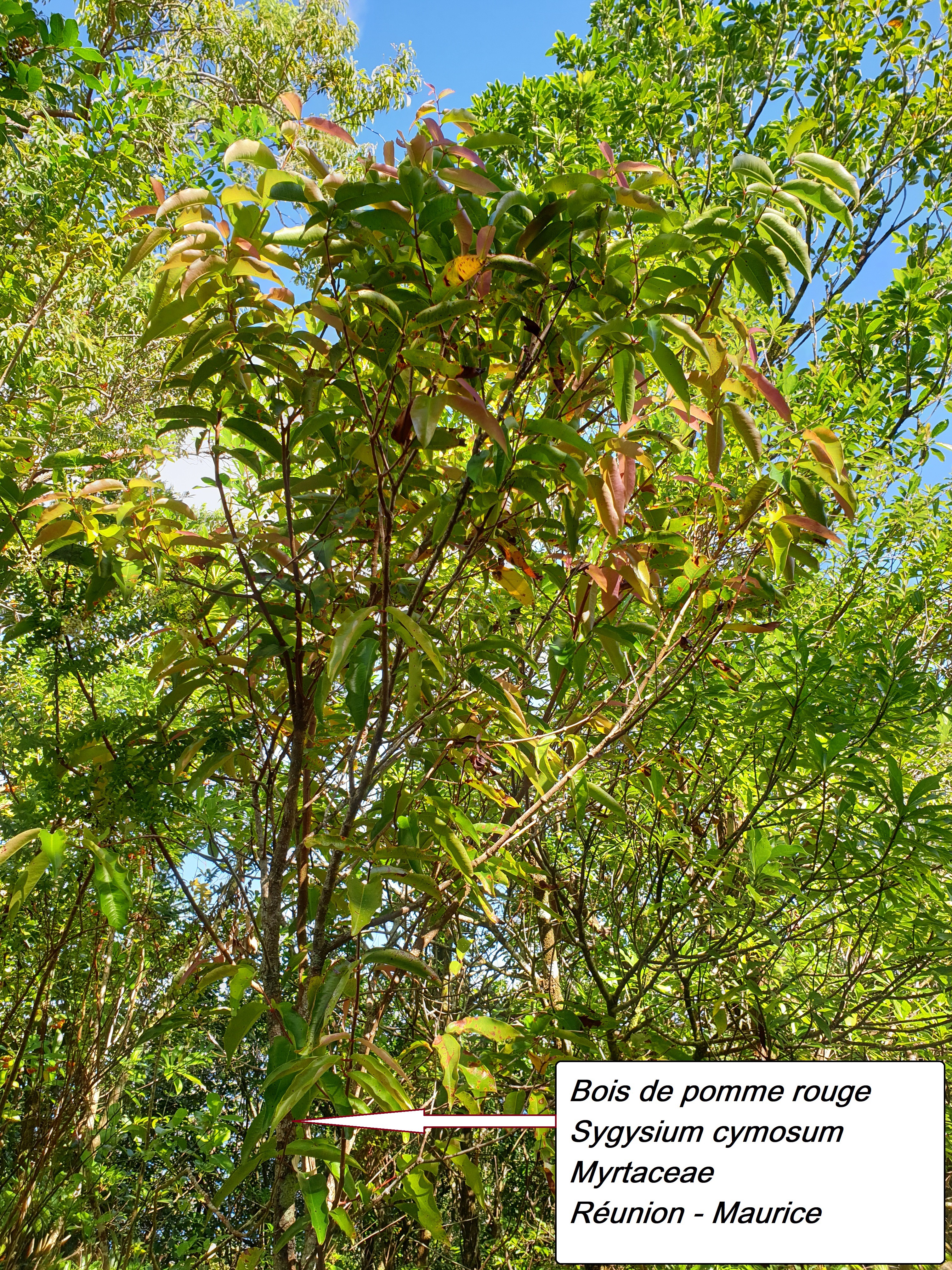 55- Bois de pomme.jpg