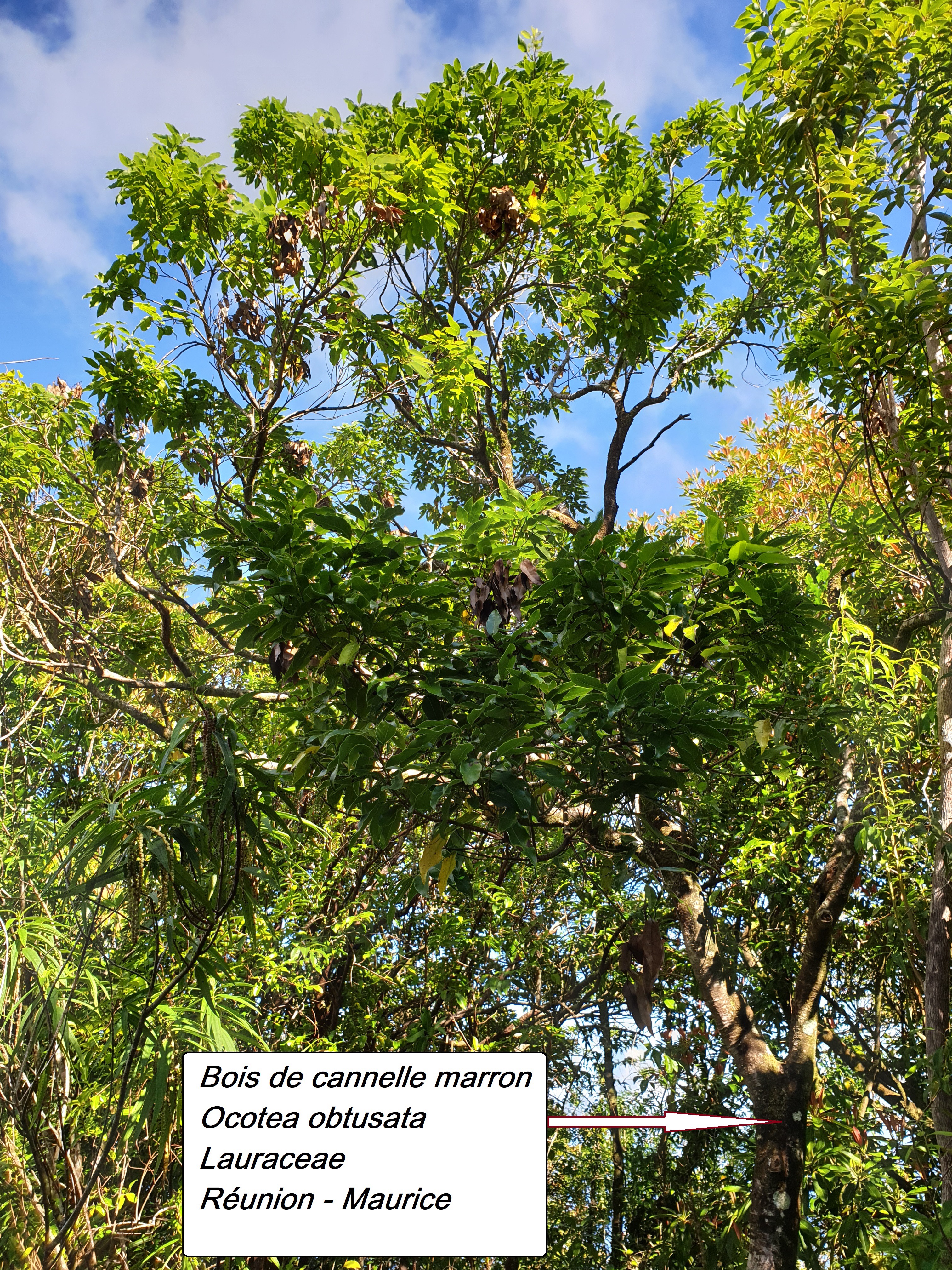 56- Bois de cannelle marron.jpg