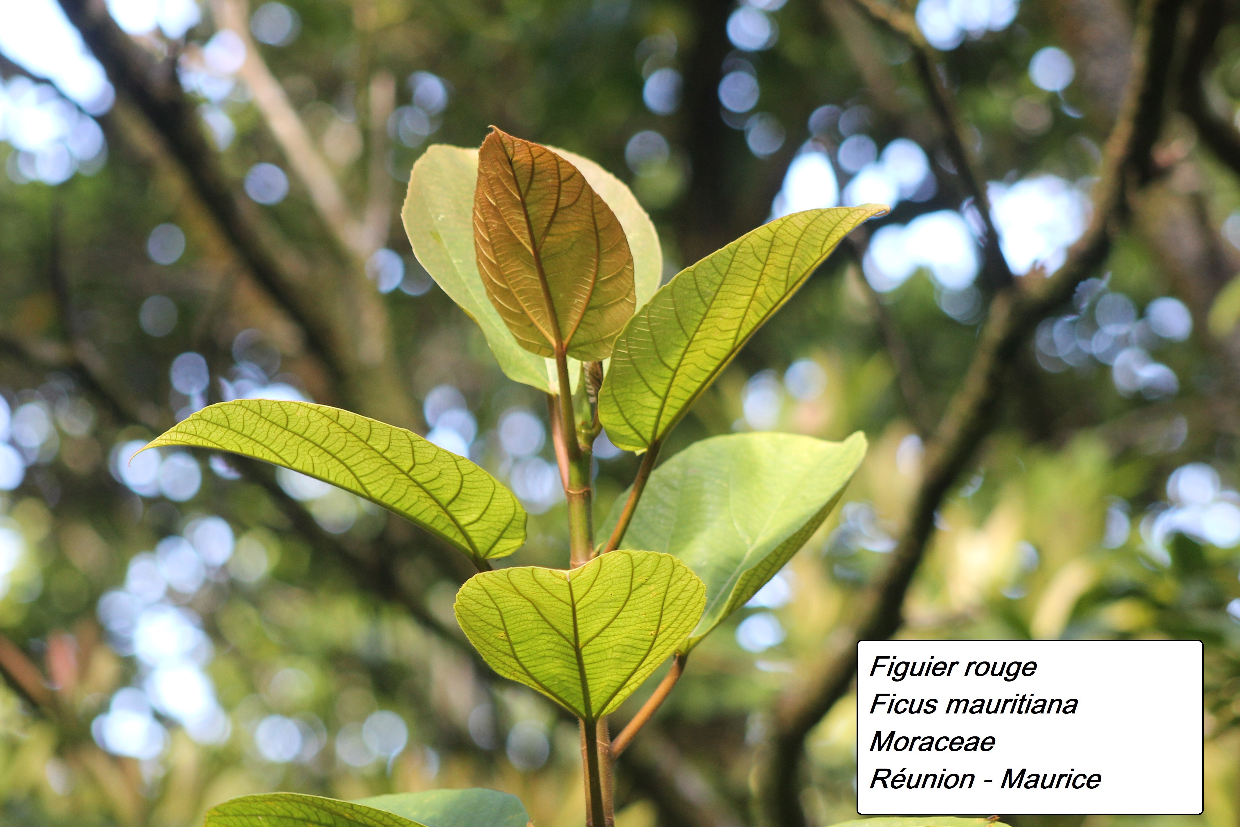 76- Ficus mauritiana.JPG