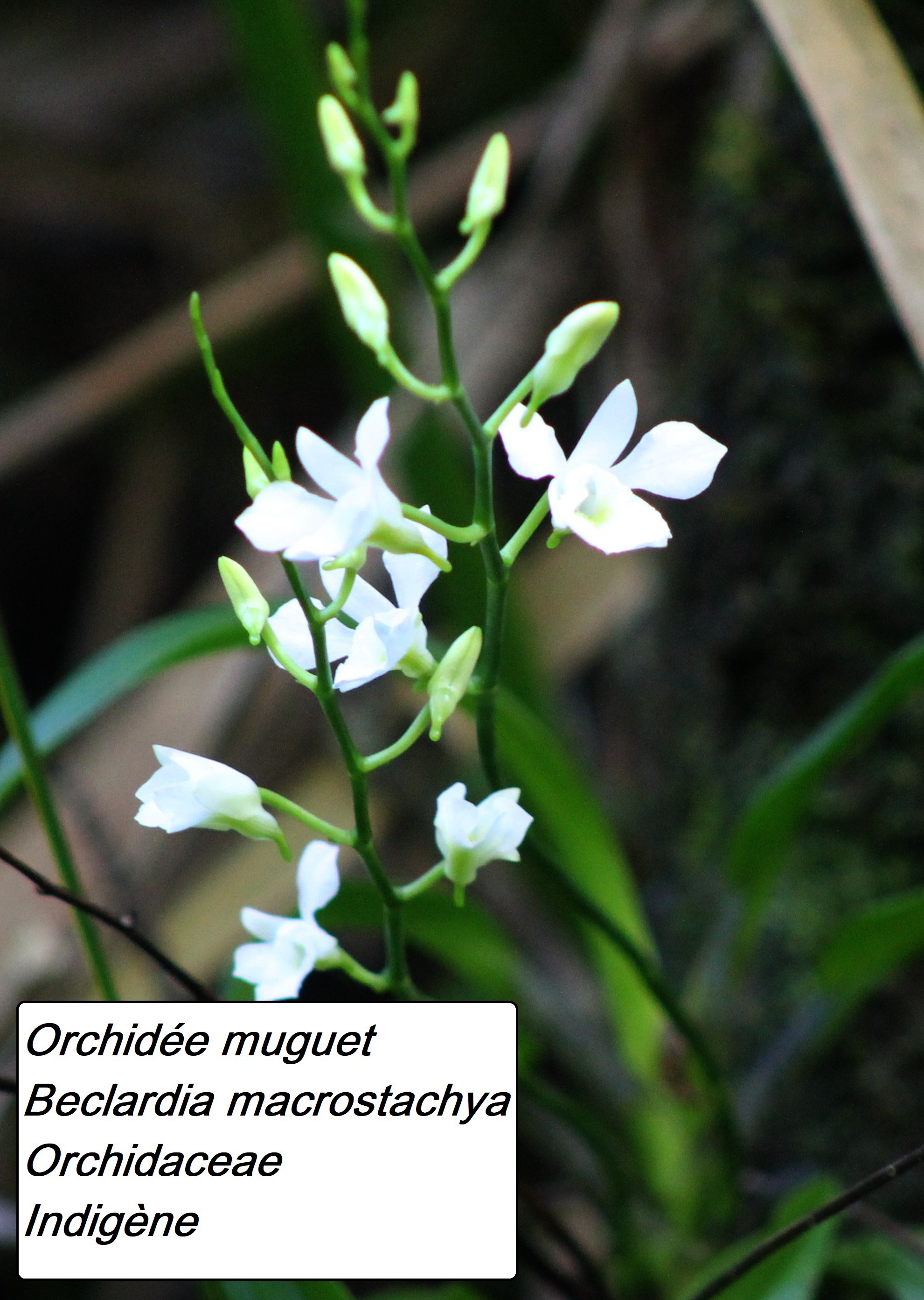 85- Orchidée muguet (2).JPG