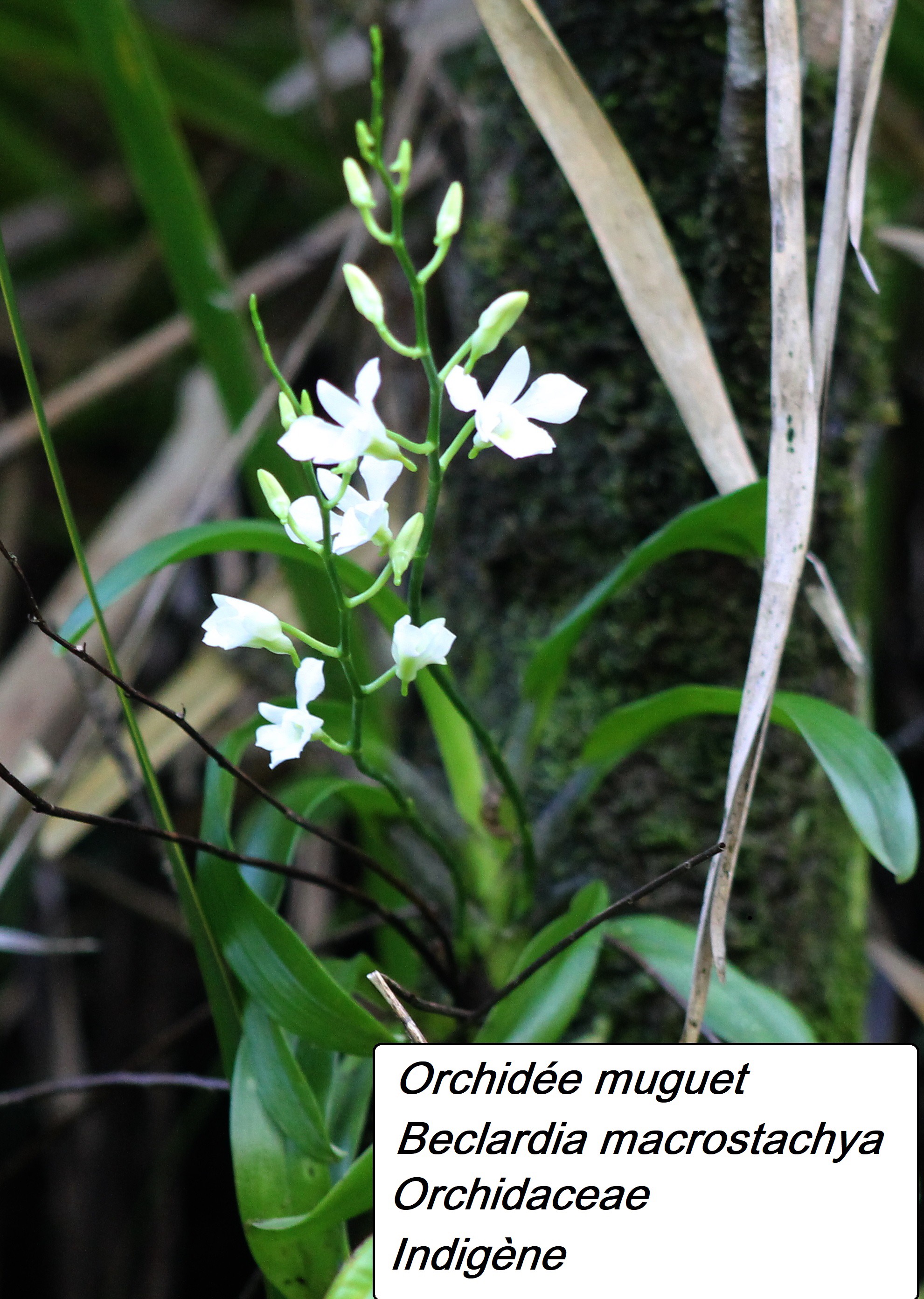 85- Orchidée muguet (4).JPG