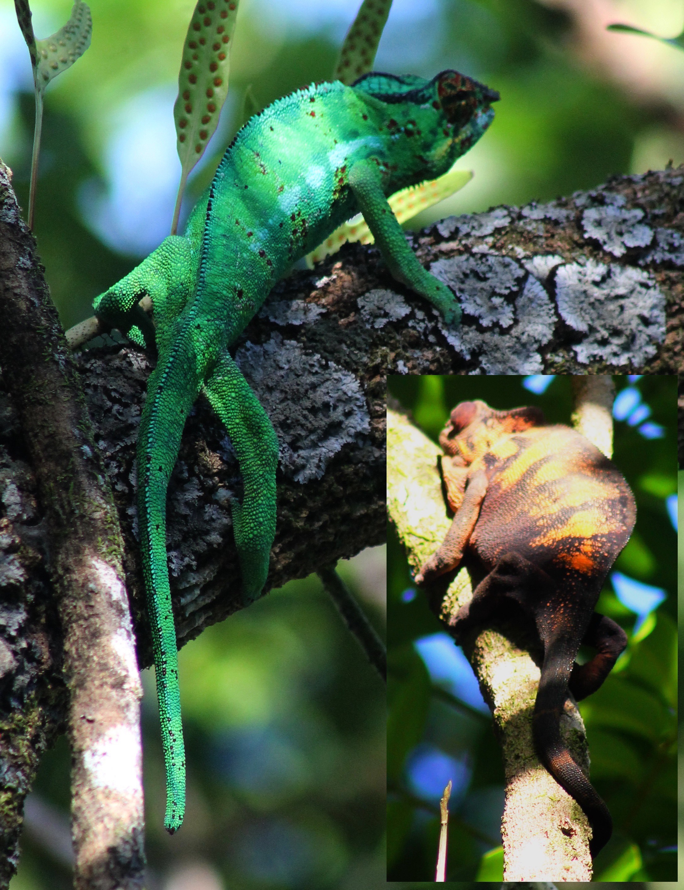 Furcifer pardalis mâle et femelle.jpg