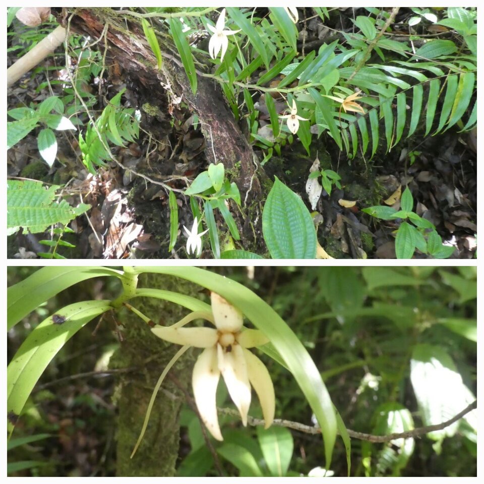 Angraecum mauritianum - EPIDENDROIDEAE - Indigene Reunion - 20230510_120457.jpg