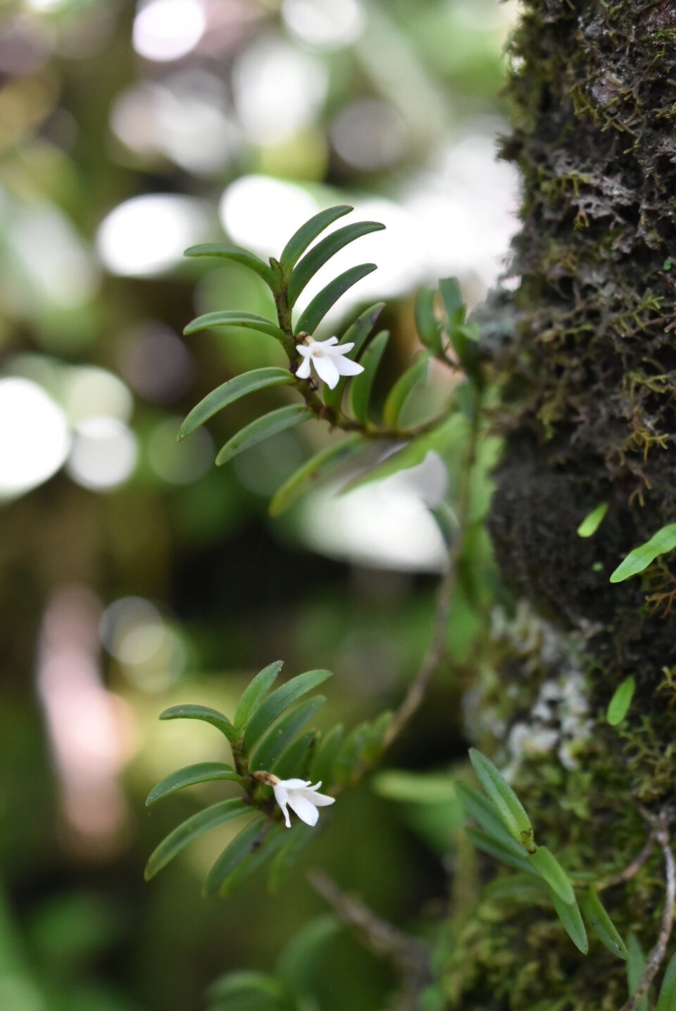 Angraecum pectinatum - EPIDENDROIDEAE - Indigene Reunion - MB3_2118.jpg