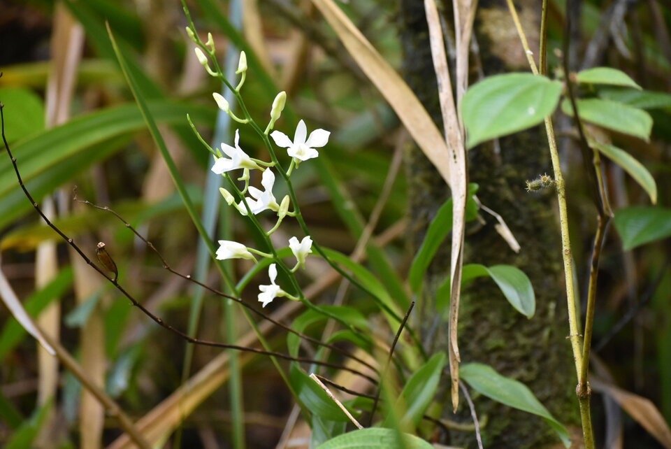 Beclardia macrostachya - EPIDENDROIDEAE - Indigene Reunion - MB3_2138.jpg