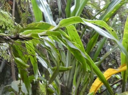 Angraecum_multiflorum_(obversifolium)_EPIDENDROIDEAE_Indigene_Reunion_P1050498