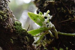 Angraecum_tenellum_EPIDENDROIDEAE_Indigene_Reunion_MB3_0221