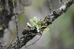 Angraecum_tenellum_EPIDENDROIDEAE_Indigene_Reunion_MB3_0216