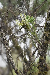 Angraecum_tenellum_EPIDENDROIDEAE_Indigene_Reunion_MB3_0215