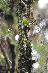 Bulbophyllum_sambiranense_EPIDENDROIDEAE_Indigene_Reunion_MB3_0224