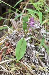 Cynorkis_inermis_ORCHIDOIDEAE_Indigene_Reunion_20221108_MB3_0194