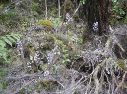 Cynorkis_ridleyi_ORCHIDOIDEAE_Indigene_Reunion_P1050480