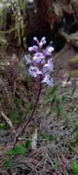 Cynorkis_squamosa_ORCHIDOIDEAE_Indigene_Reunion_20221108_101523