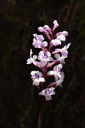 Cynorkis_squamosa_ORCHIDOIDEAE_Indigene_Reunion_MB3_0174