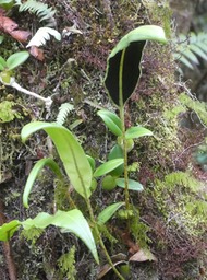 Elaphoglossum_angulatum_DRYOPTERIDACEAE_Indigene_Reunion_P1050502