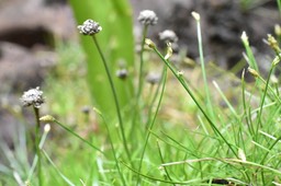 Eriocaulon_striatum_ERIOCAULACEAE_Indigene_Reunion_MB3_0155