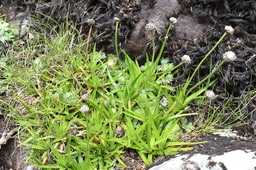 Eriocaulon_striatum_ERIOCAULACEAE_Indigene_Reunion_MB3_0153